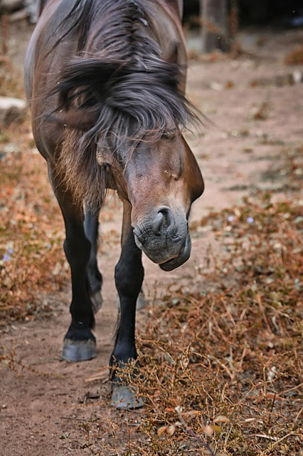 horses photo